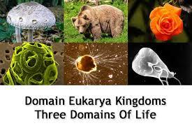 En esete dominio se ubican cuatro reinos : Protista, Fungi, Plantaey Animalia.