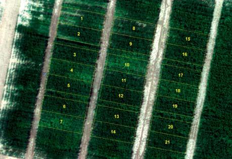 Monográfico Riego por aspersión. Junio 2011 I 17 Figura 4. Imagen aérea de un ensayo de maíz en la finca del CITA, antes de floración.