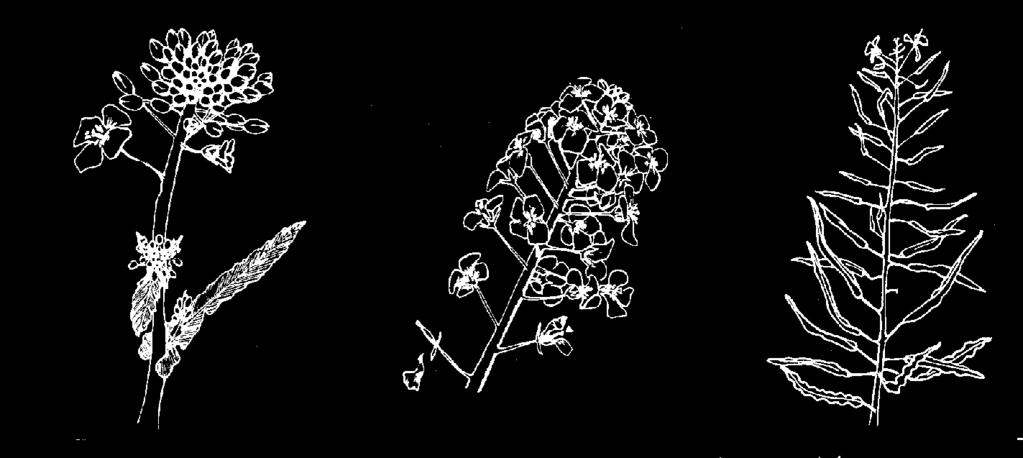 Aplicación Momento de las aplicaciones: A germina ción B formacion del cuello C arranque D formacion de las flores E flores separados F floracion G formacion de los granos Tratamiento en otoño