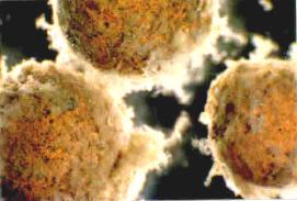 Antes del retrolavado, las esferas Liapor están cubiertas por microorganismos distribuidos sobre toda la superficie de este medio.