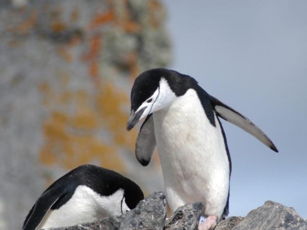 www.juventudrebelde.cu Los pingüinos Adélie y Barbijos y sus progenies, entre los más castigados por la escasez del krill.