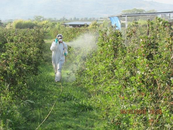 Evaluaciones de hongos entomopatógenos En Michoacán, por parte del