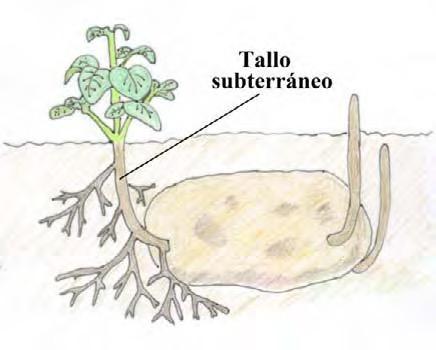 Además, es habitual encontrar en algunas plantas otros modos de reproducción asexual. Un bonito ejemplo es el de la planta de la patata.