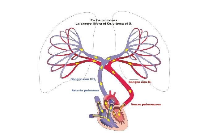 Circulación Pulmonar 100% del gasto cardiaco ventricular izquierdo pasa a la