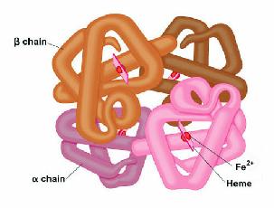 Transporte de Oxígeno Hemoglobina Molécula compleja: Parte hemo fierro y porfirina, parte proteica Globina.