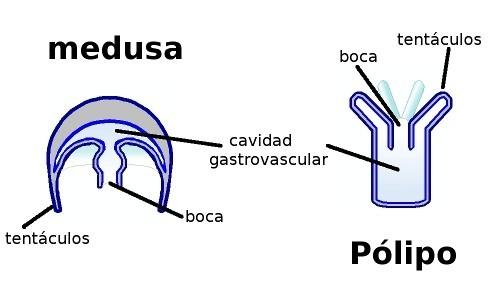 gastrovascular Cnidarios y platelmintos.