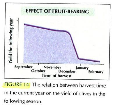 Impacto en la cosecha siguiente Dag, A et al; Timing of fruit removal affects concurrent vegetative growth and subsequent return bloom and yield