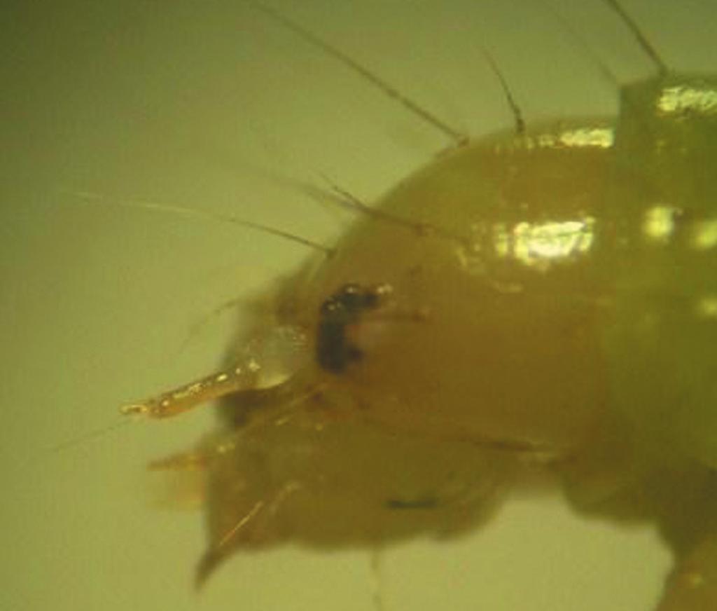 Larva de Proeulia auraria.