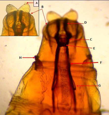 Vista lateral de larva de tercer estadio mostrando los segmentos 2-8 con anillo de