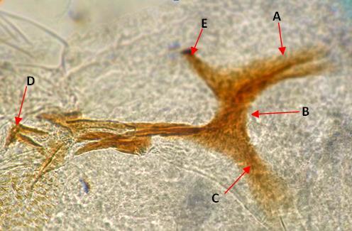 Fig.1. Larva de primer estadio de Lucilia eximia (Meigen, 1826).Vista lateral de esqueleto cefalofaringeal: A. Cuerno dorsal. B. Fragma tentorial C. Cuerno ventral, D. Gacho de las mandibulas. E.