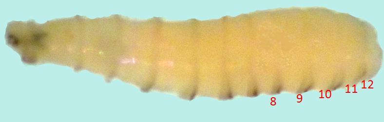 3 4 Fig.3-5. Larva de segundo estadio de Lucilia eximia (Weidemann). Fig.3. Vista lateral de larva de segundo estadio mostrando los segmentos 1-7 con anillos de espinas completos, 8-11 con espinas en la parte ventral, 12 con espinas en ¾ del segmento.