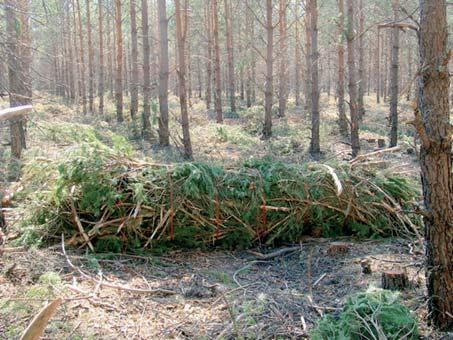 Guía de Buenas Prácticas TM PEFC/14-1-1 de un aprovechamiento económico junto con una gestión forestal sostenible proporciona grandes oportunidades para el desarrollo rural y para la oferta