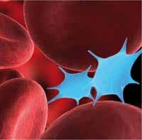 natural Nuestra sangre contiene plasma y millones de plaquetas con capacidad de