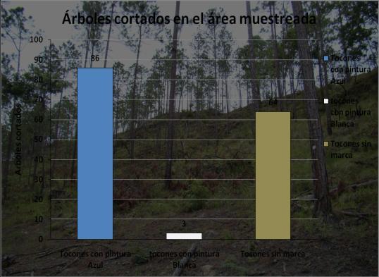 En resumen, de las 27 parcelas muestreadas se encontraron: 86 árboles cortados con pintura azul, 3 árboles cortados con pintura blanca y 64 árboles cortados sin pintura.