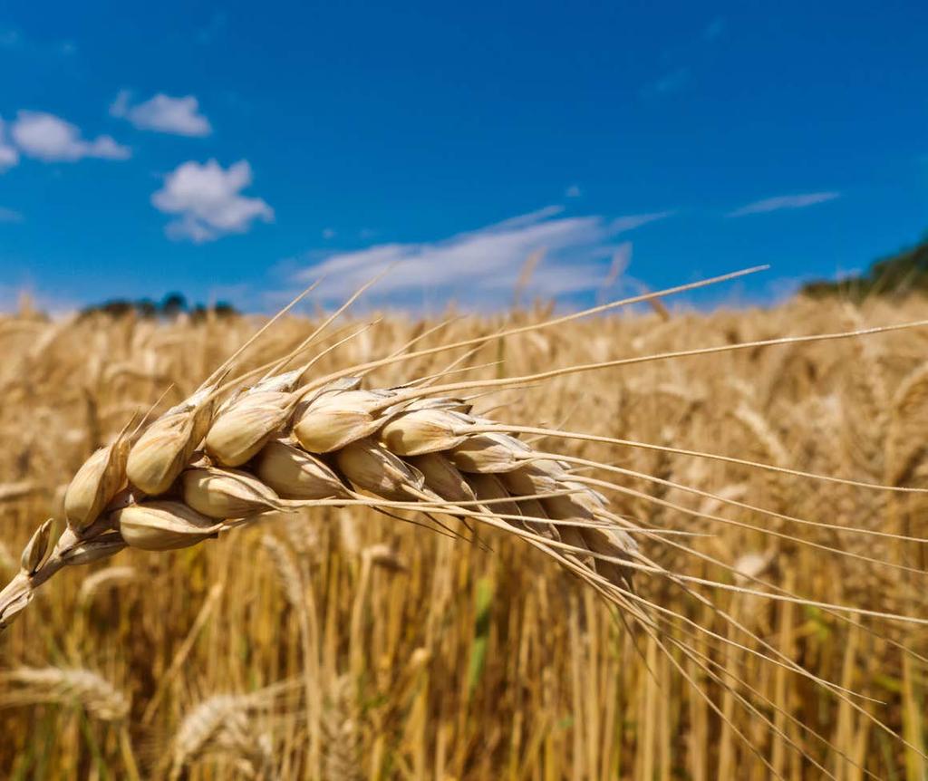 Resumen Resumen Ejecutivo Panorama Externo Panorama Doméstico Commodities Alimentos > En el último tiempo, los precios internacionales de los cereales han caído, en respuesta a una mayor oferta