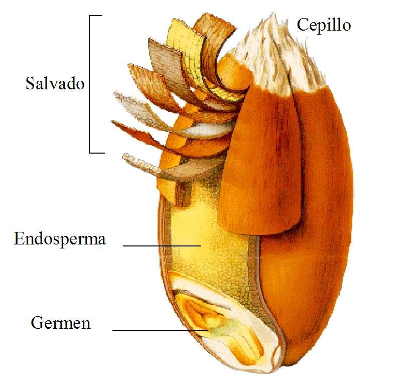 Fertilización del óvulo Endosperma Embrión