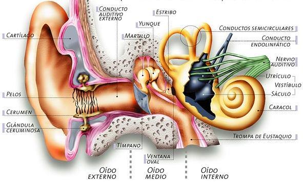 Sentidos del oído y el equilibrio En el órgano del oído existen