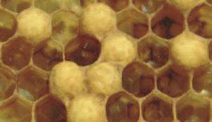 La formación de razas de abejas está determinada principalmente por las variaciones climáticas y botánicas resultado de los periodos glaciares y postglaciares (Ruttner, 1952).