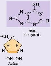 Un nucleosido esta formado por