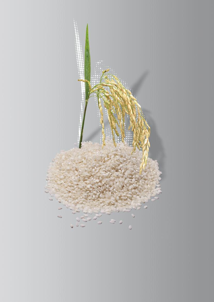Arroz El abonado optimo del arroz