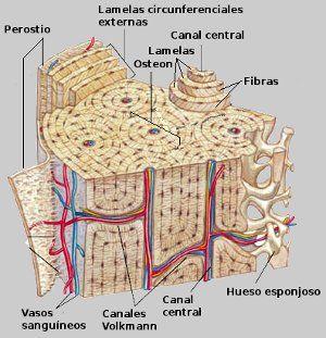 Además de los sistemas de Havers se encuentran zonas irregulares de tejido óseo laminar llamado láminas intersticiales.