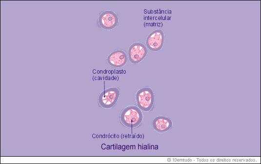Condrocitos Adoptan la forma de las lagunas que ocupan Los más inmaduros se denominan condroblastos y se