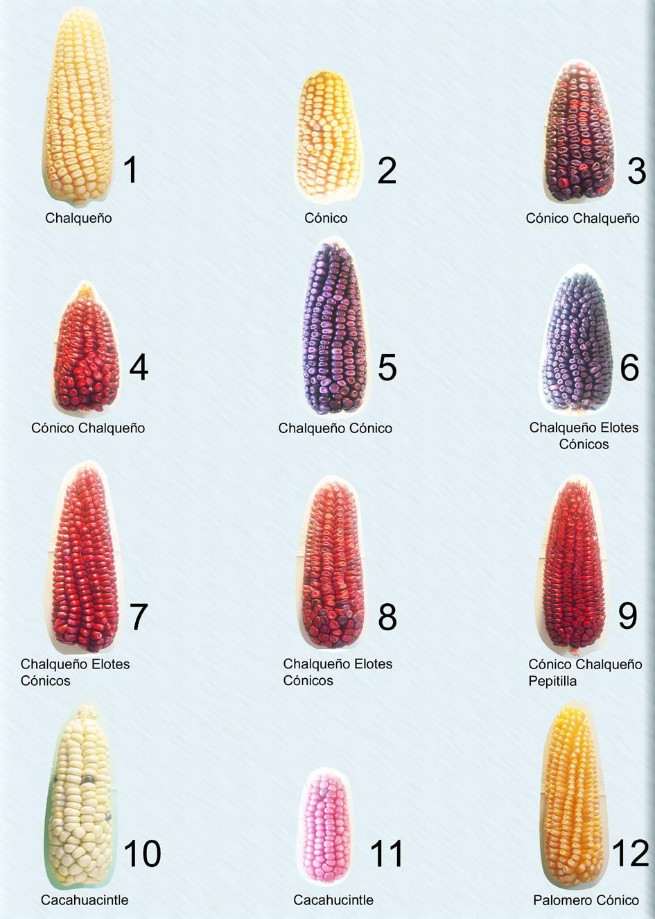 Razas de maíz en algunos pueblos del Distrito Federal