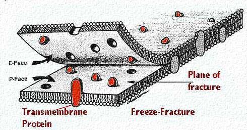 muestra poros en la membrana