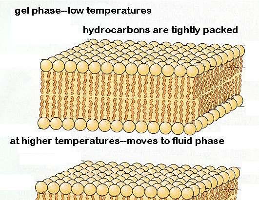 Movimientos de los lípidos de membrana: - Rotación (giro en torno a eje mayor) - Difusión