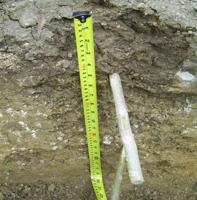 Perfil de suelo de Moca 0-13 cm 13-40 cm +40 cm Esta ubicado en el Salado, Moca.