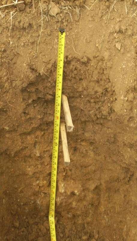 Perfil de suelo de Constanza 0-26 cm 26-34 cm +34 cm Ubicado en La Planta Tireo, Constanza.