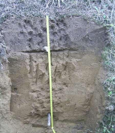 Perfil de suelo de Jarabacoa 0-35 cm 35-110 cm +110 cm Ubicado en La Pita, Paso Bajito.