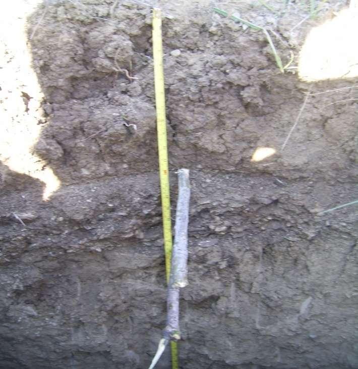 Perfil de suelo de San Jose de Ocoa 0-33 cm 33-49 cm Ubicado en la Estación Experimental de Sabana Larga. Presenta un epipedón de 33 cm de espesor, color marrón claro (7.