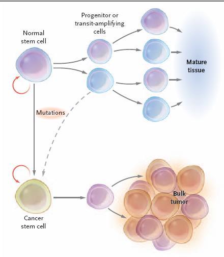Cancer Stem Cells - Cómo se