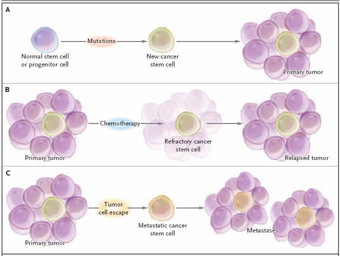 Cancer Stem Cells - Cuál es la