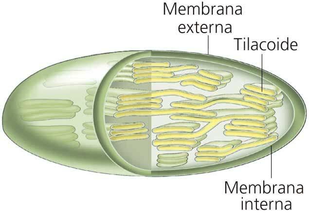 Cloroplasto Sacos apilados o tilacoides en los que se encuentran los pigmentos fotosintéticos. Espacio interior llamado estroma *Tienen ADN propio (plastidial).