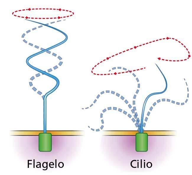 intracelulares o en la mitosis (centriolos y fibras del huso mitótico ) Cilios y flagelos