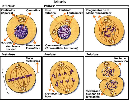 La mitosis es el proceso universal de división de núcleos celulares mediante el cual a partir de una célula