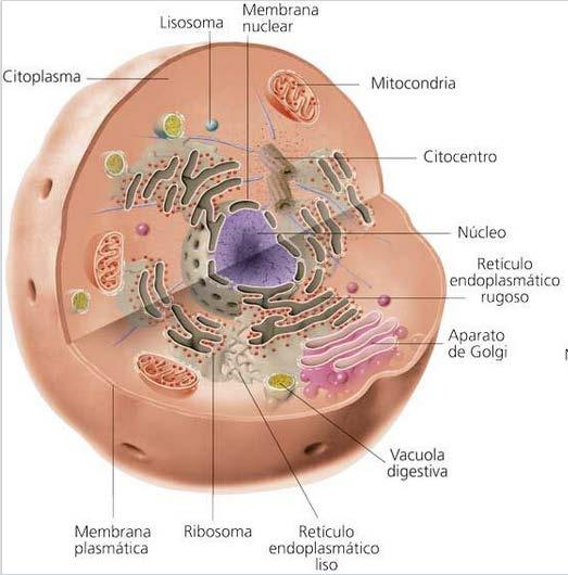 Con estructuras y orgánulos celulares no membranosos Se encuentra disperso en el citoplasma, no existe membrana nuclear.