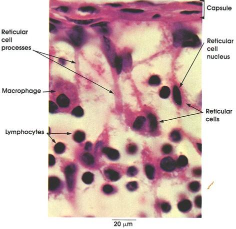 Citoplasma escaso y acidófilo