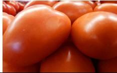 Hortalizas Cuadro 1. Precio promedio semanal Tomate industrial mediano, de primera (caja de 45 a 50 lb) Chile pimiento mediano, de primera (caja de 100 a 150 unid.