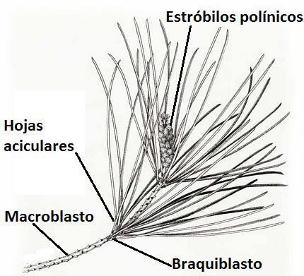 ESTRUCTURAS REPRODUCTIVAS EN CONIFERALES (Familias Pináceas, Araucariáceas y Cupresáceas) Las estructuras reproductivas polínicas se agrupan en estróbilos (o conos estaminados ), solitarios o