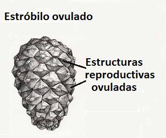 Las estructuras ovuladas se reúnen en estróbilos (o conos ovulados ) en la base de las ramas.