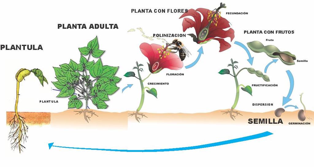 EL CICLO DE VIDA Procesos del ciclo de vida de las plantas: Germinación,