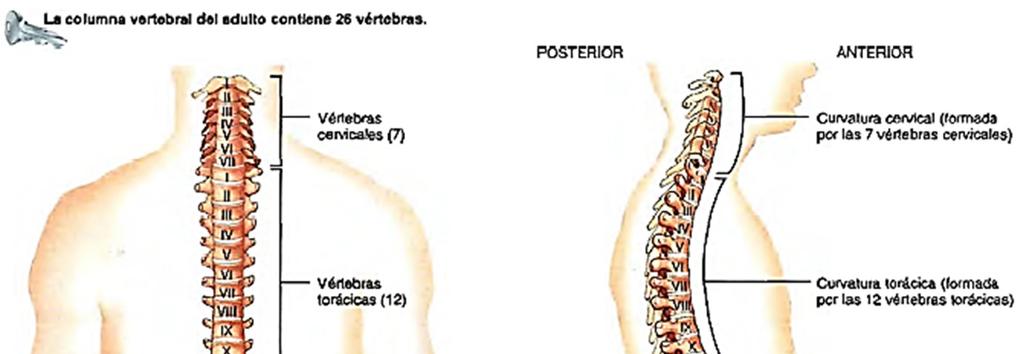 TERCERA PARTE LA COLUMNA VERTEBRAL La parte de la columna que forma la caja torácica son las vértebras torácicas. Sin embargo para fines didácticos en esta sección se verá toda la columna vertebral.