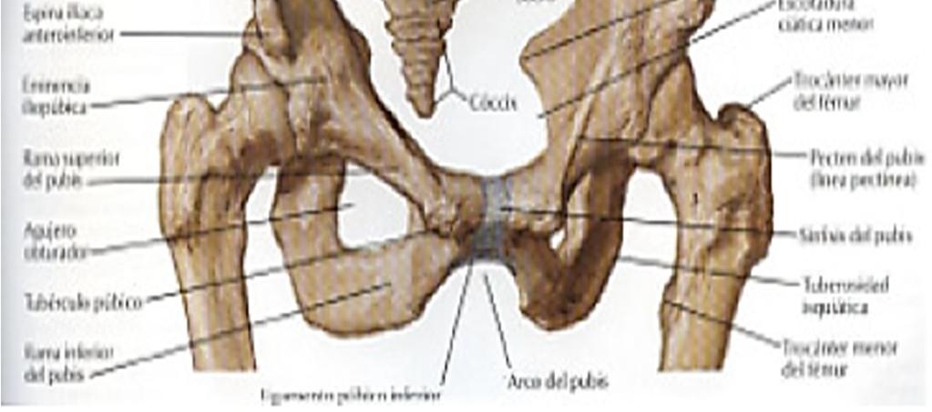 Está formada por 2 huesos coxales unidos anteriormente por la articulación de la sínfisis del pubis y en la porción posterior con el sacro, por medio de la articulación sacro ilíaca.