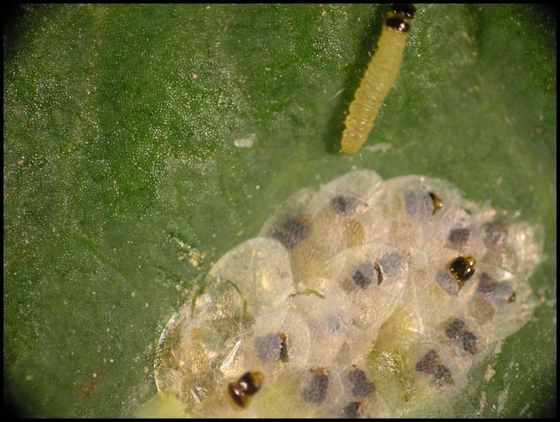 Larva piral Figura 6.