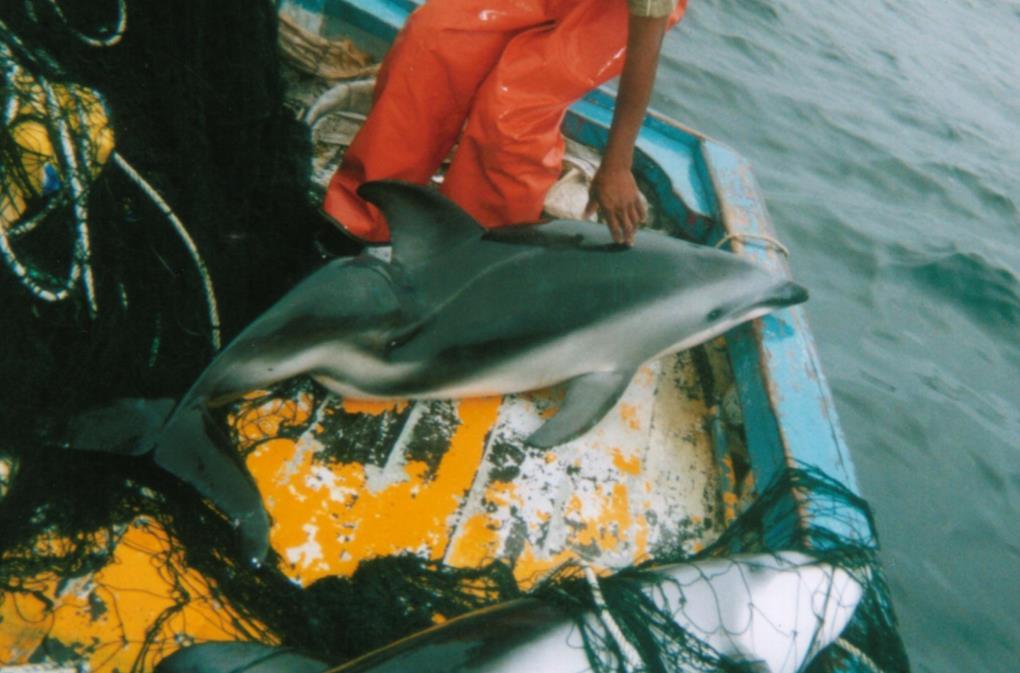 Prioridad de conservación Delfín oscuro
