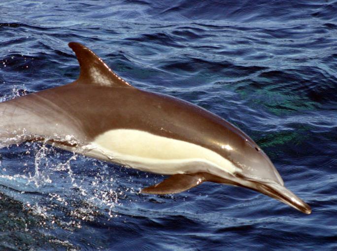 delfines y marsopas) 3 especies de