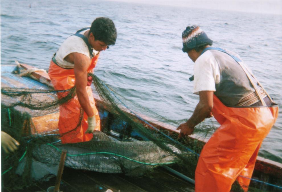 Principales amenazas en el Perú Pesca incidental Pérdida y degradación de hábitat Contaminación marina Pesca